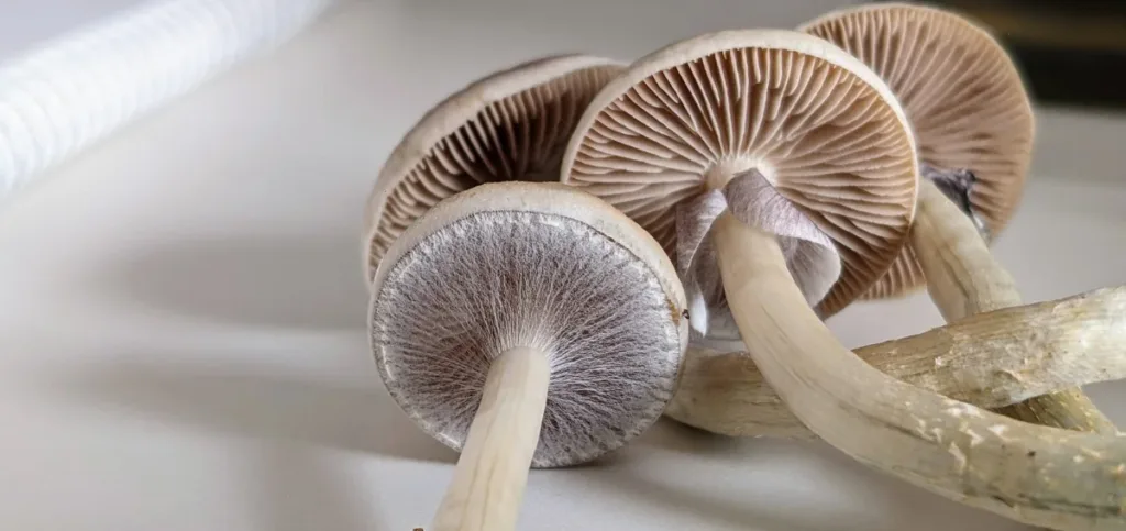 Are Shrooms Safe to Smoke?