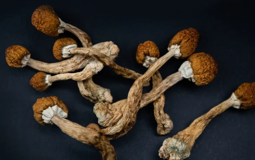 Can You Smoke Magic Mushrooms? Myths and Side Effects