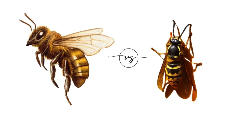 Honey Bee vs Yellow Jacket