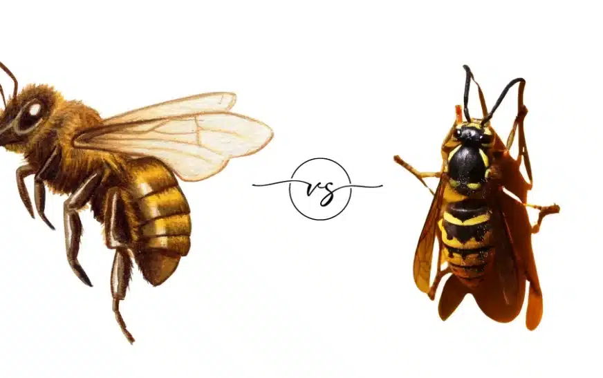 Honey Bee vs Yellow Jacket | Comparison Guide 2025