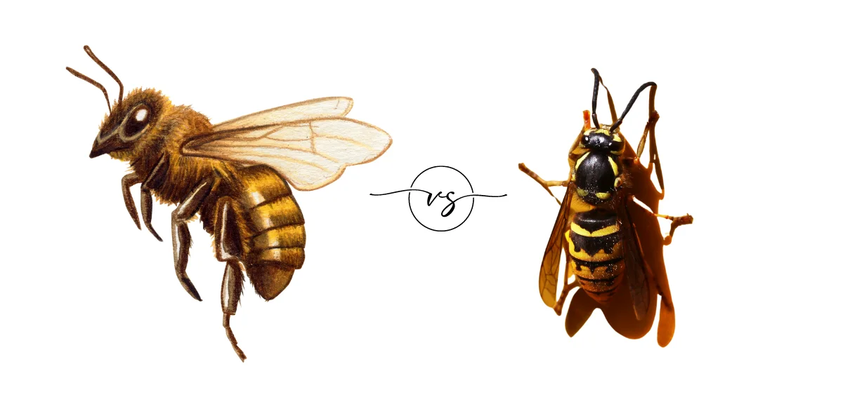 Honey Bee vs Yellow Jacket | Comparison Guide 2024