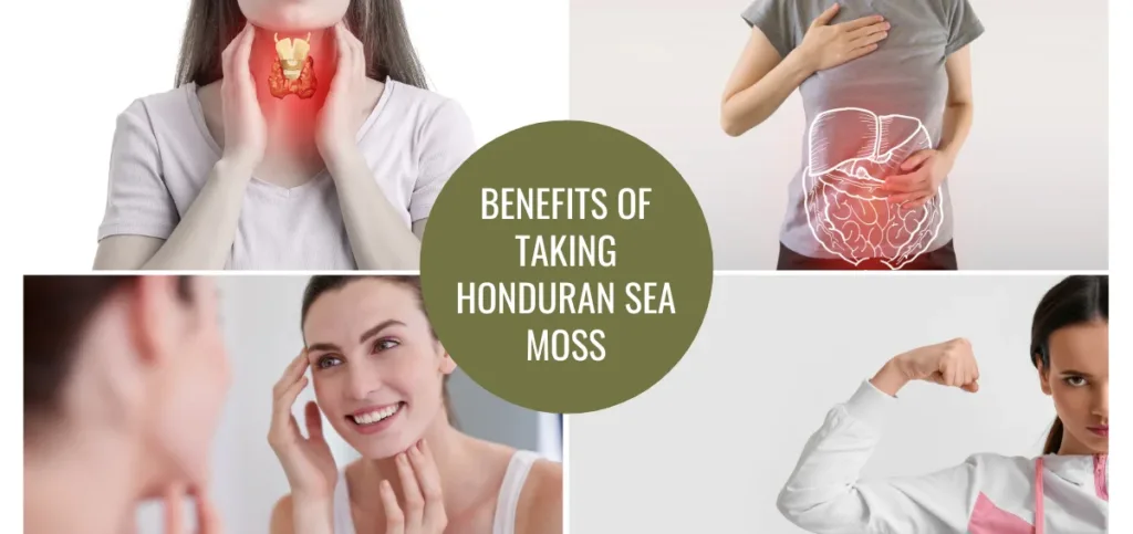 Benefits of Taking Honduran Sea Moss