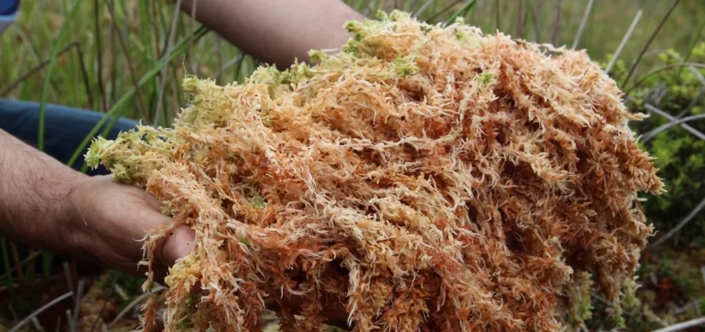 Can You Prepare and Consume Raw Honduran Sea Moss?