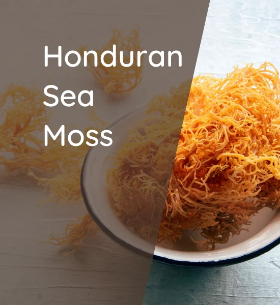 Health - Honduran Sea Moss | A Complete Guide 2024