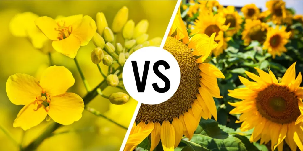 Canola Oil vs. Sunflower Oil