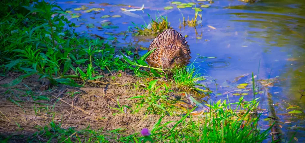 Discovering the Presence of Muskrat