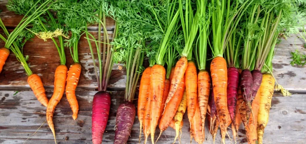 how to dry carrot tos