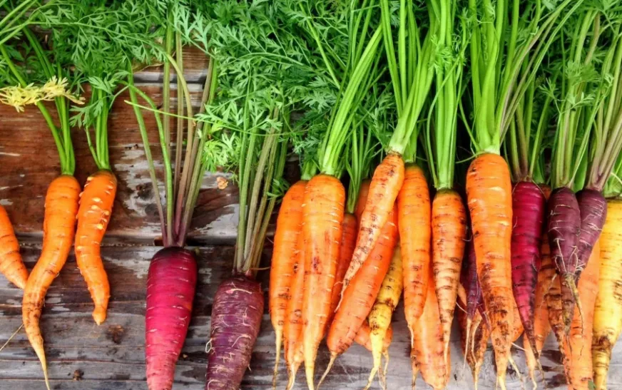 how to dry carrot tos