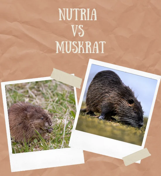 What are the Differences Between Nutria & Muskrat?