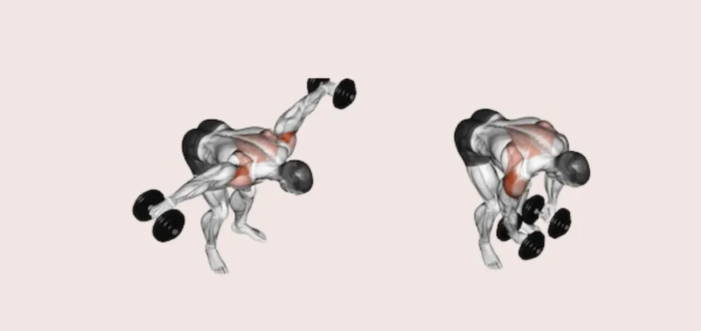 Rear Delt Flies Rear Delt Flies