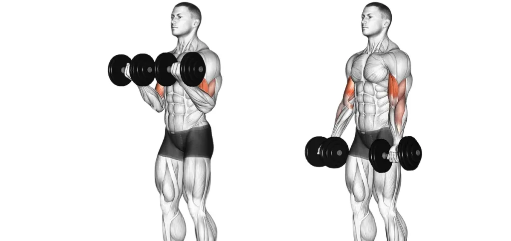 Dumbbell Bicep Curl