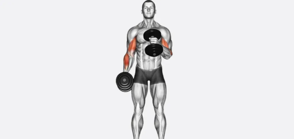 Hammer Curl