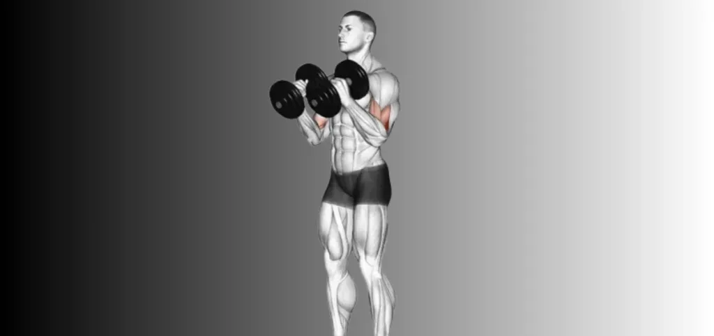 Hammer Curls Hammer Curls