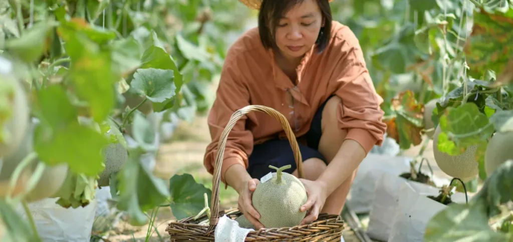 how to pick a good cantaloupe how to pick a good cantaloupe