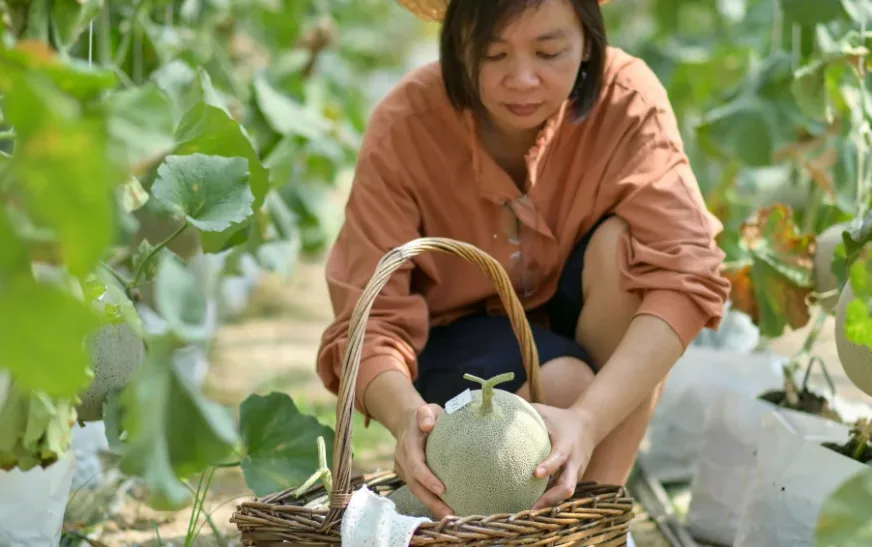 how to pick a good cantaloupe