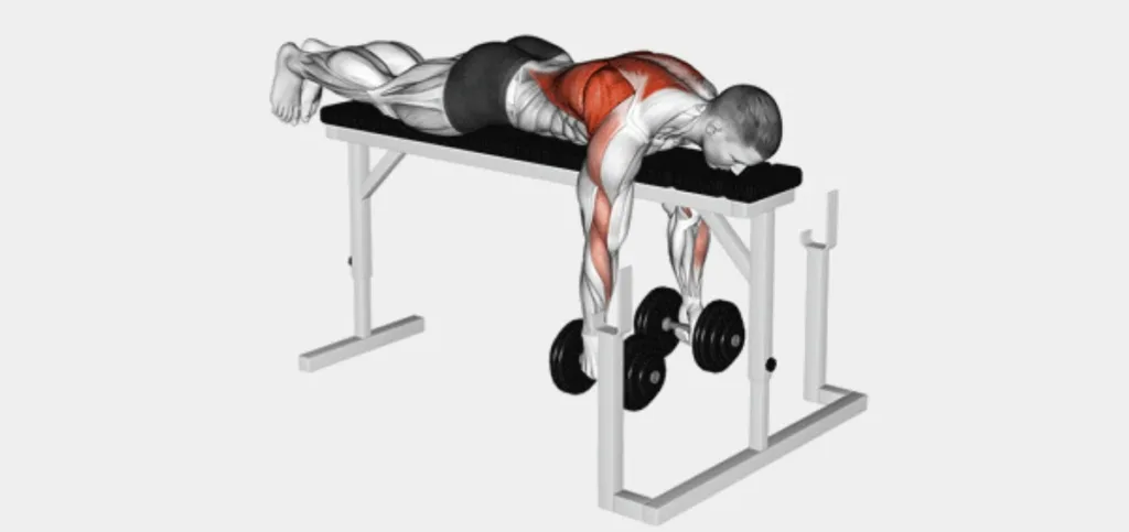 Dumbbell Seal Row