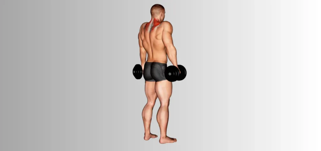 Dumbbell Shrugs Dumbbell Shrugs